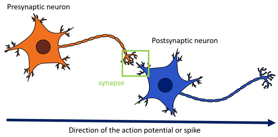 Presynaptic neuron