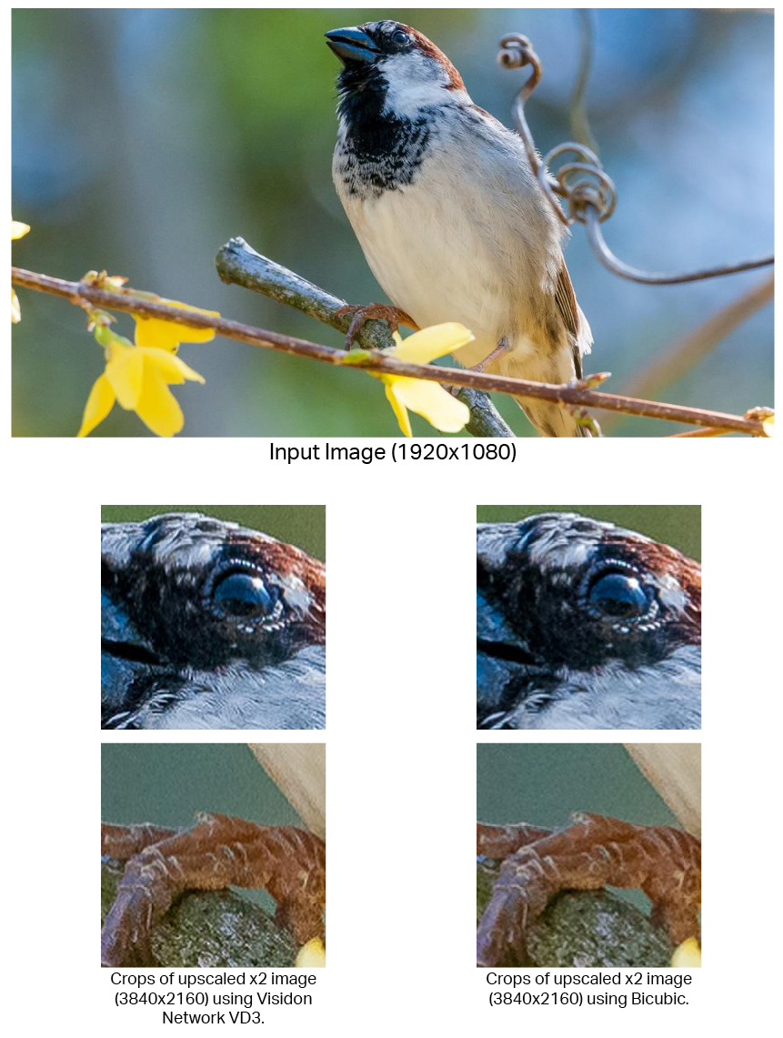 Visidon network super resolution VD3 birds image